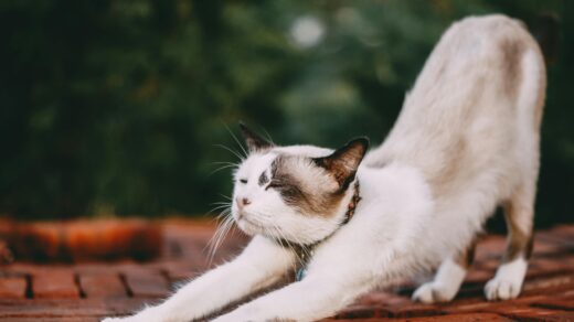 stretch your neck shoulders and hips after a long day of sitting